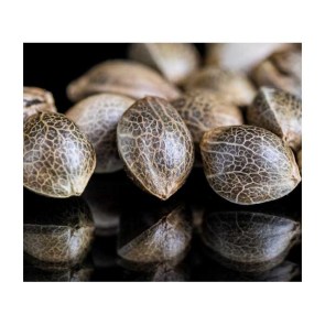 cbdseeds_cat copy